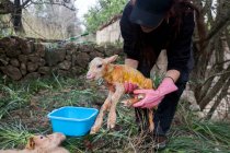 Cultivez une agricultrice anonyme vêtue de noir se penchant vers l'avant et portant des moutons nouveau-nés mignons dans les terres agricoles d'été — Photo de stock