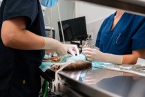 Colheita de veterinário feminino irreconhecível com colega de trabalho de uniforme em pé à mesa médica com gato e ferramentas durante a cirurgia — Fotografia de Stock