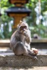 Carino scimmia divertente mangiare frutta e seduto sulla recinzione di pietra guardando la fotocamera nella soleggiata giungla tropicale in Indonesia — Foto stock
