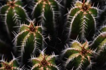 Высокоугольный зелёный эхинопсис пачаной кактус с острыми колючками, растущими на плантации при дневном свете — стоковое фото