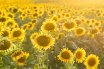 Paysage pittoresque d'un vaste champ agricole avec des tournesols jaunes en fleurs dans la campagne estivale — Photo de stock