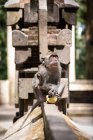 Carino scimmia divertente mangiare frutta e seduto sulla recinzione di pietra nella soleggiata giungla tropicale in Indonesia — Foto stock