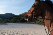 Muzzles of chestnut horse with reins against wavy ocean and green mount in daylight — Stock Photo