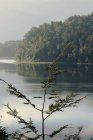 Захватывающие пейзажи горного хребта с зеленым лесом, расположенного вблизи спокойного озера с волнистой водой — стоковое фото