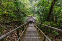 De cima vista panorâmica de escadas de madeira estreitas na encosta da colina em florestas verdejantes na Indonésia — Fotografia de Stock