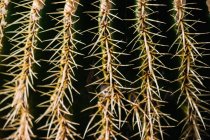Abstract background of growing green cactus covered with even rows of sharp prickles — Photo de stock