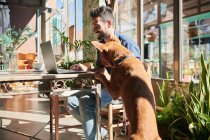 Seitenansicht der Inhalte Ethnischer männlicher Unternehmer tippt auf Netbook gegen reinrassigen Hund am Tisch im Sonnenlicht — Stockfoto