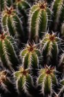 Високий кут зеленого ехінопсису пачаної кактуси з гострими мазками, що ростуть на плантації в денне світло — стокове фото