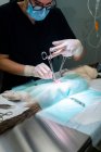 Veterinaria femenina irreconocible recortada en máscara y gafas con tijeras médicas mientras operaba a un paciente felino en la mesa del hospital - foto de stock