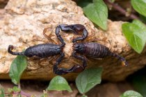 Casal de Euscorpius flavicaudis, a reprodução europeia de acasalamento escorpião de cauda amarela. — Fotografia de Stock