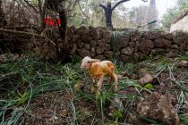 Полная длина милый маленький новорожденный ягненок с мокрым грязным мехом, стоящий на зеленых лугах на фермерском дворе — стоковое фото
