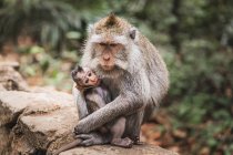 Mother monkey breast feeding adorable baby on stony fence in tropical monkey forest in Indonesia — Stock Photo