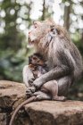 Мать-обезьяна кормит очаровательного ребенка на каменном заборе в тропическом обезьяньем лесу в Индонезии — стоковое фото