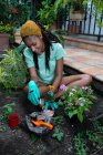 Von oben lächelt eine schwarze Gärtnerin, die im Gewächshaus auf dem Boden sitzt und Kalanchoe-Blume verpflanzt — Stockfoto