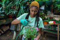 Afroamerikanische Gärtnerin in Handschuhen gießt blühende Pentas lanceolata Blume im Gewächshaus — Stockfoto