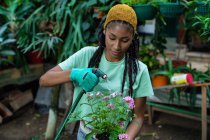 Jardineiro feminino afro-americano em luvas floração floração Pentas lanceolata flor no hothouse — Fotografia de Stock