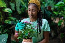 Hippie femmina nera con dreadlocks giardiniere seduto in serra e piantare fiori in vasi di ceramica — Foto stock