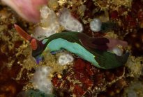 Colorful black nudibranch mollusk with green lines and rhinophores sitting on coral reef in sea bottom — Stock Photo
