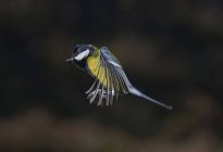 Great tit with spread wings flying over tree in woods — стоковое фото