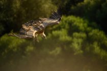 Vista laterale di un avvoltoio che vola vicino al suolo con le ali aperte — Foto stock