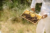 Засеянный неузнаваемый пчеловод в защитном костюме осматривает соты с пчелами во время работы на пасеке в солнечный летний день — стоковое фото