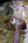Nahaufnahme exotischer tropischer Hippocampus histrix oder Dornenseepferdchen auf sandigem Meeresboden mit Korallenriff — Stockfoto