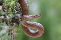 Macro plano de cabeza de serpiente lisa Coronella austriaca no venenosa con lengua larga sobre fondo borroso en la naturaleza - foto de stock