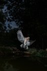 De baixo de pequeno pássaro cinza com asas espalhadas voando sobre galho de árvore em madeiras à noite — Fotografia de Stock