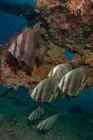 Mittelgroße Fische mit scheibenförmigen Körpern schwimmen zusammen unter reinem Meerwasser mit Korallenriffen — Stockfoto