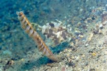 Primer plano de pequeños peces filete Acreichthys tomentosus o bristletail nadando entre corales cerca del fondo marino en aguas tropicales - foto de stock