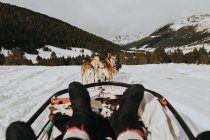 Crop legs of human sitting on dog sled near Husky dogs between snow field and amazing hills with forest — Stock Photo