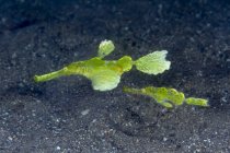 Nahaufnahme von tropischen Meerestieren in leuchtend grünem Solenostomus halimeda oder Halimeda Geisterpfeifenfischen, die in transparentem Wasser über sandigem Meeresboden treiben — Stockfoto