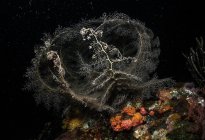 Algen mit Steifen wachsen an rauen Korallenriffen mit Polypen unter reinem Ozeanaqua — Stockfoto
