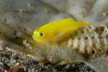 Nahaufnahme winziger leuchtend gelber Gobiodon okinawae oder Okinawa Grundel-Fische, die in der Nähe von Korallenriffen unter Wasser schwimmen — Stockfoto