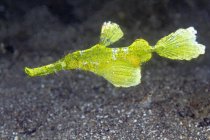 Closeup of tropical marine bright green Solenostomus halimeda or Halimeda ghostpipefish fish floating in transparent water over sandy seabed — Fotografia de Stock
