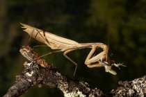 Макросъемка насекомого-богомола, сидящего на сухом листке дерева на размытом фоне природы — стоковое фото