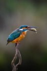 Closeup kingfisher bird sitting on branch isolated on green background while catching a small fish — Stock Photo