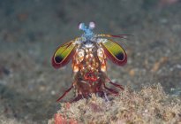 Bunte, lebendige Gottesanbeterin-Garnelen in voller Länge sitzen auf sandigem Meeresboden in natürlichem Lebensraum — Stockfoto