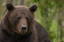 Tracking shot di adulto peloso orso bruno a piedi e in piedi a terra nella riserva naturale durante il giorno — Foto stock
