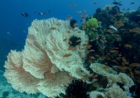 Scuola di piccoli pesci che nuotano sotto l'acqua pura dell'oceano con barriere coralline sul fondo — Foto stock
