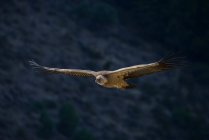 Vista lateral de um abutre voando nas alturas com asas abertas — Fotografia de Stock