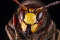 Macro shot di testa di calabrone europeo o Vespa crabro insetto più grande vespa eusociale nativa dell'Europa contro sfondo scuro sfocato in natura — Foto stock