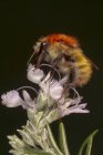 Primo piano di carder bee comune Bombus pascuorum alimentazione su bocciolo di fiori selvatici in natura — Foto stock