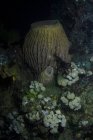 Marine Biodiversität mit farbenfrohem Korallenriffmeer in tropischem klarem Wasser — Stockfoto