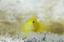 Close-up de minúsculo amarelo brilhante Gobiodon okinawae ou Okinawa goby peixes nadando perto de recife de coral submarino — Fotografia de Stock