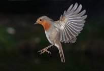 Uccello con ali spiegate che sorvolano l'albero nel bosco — Foto stock