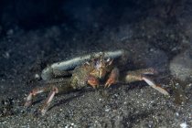 Caranguejo marinho selvagem rastejando no fundo do mar pedregoso contra fundo preto no habitat natural — Fotografia de Stock
