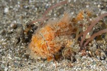 Nahaufnahme von marinen subtropisch gestreiften Anglerfischen oder haarigen Anglerfischen Antennarius striatus der Familie Antennariidae auf dem Meeresboden mit felsigen Riffen — Stockfoto