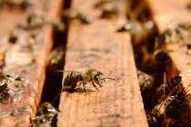 Зверху крупним планом багато бджіл збираються на дерев'яному вулику в сонячний день на пасіці — стокове фото
