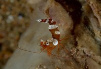 Gruppe bunter Anemonengarnelen kriecht auf unebener Korallenoberfläche im tiefen Meerwasser — Stockfoto